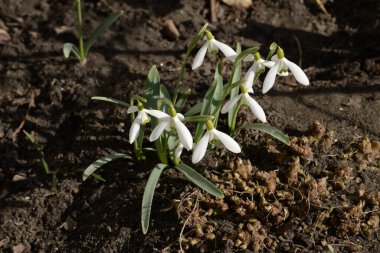  Yaygın kar damlası, beyaz kar damlası (Galanthus nivalis)  