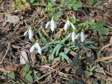  Yaygın kar damlası, beyaz kar damlası (Galanthus nivalis)  