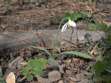  Yaygın kar damlası, beyaz kar damlası (Galanthus nivalis)  