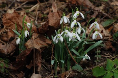  Yaygın kar damlası, beyaz kar damlası (Galanthus nivalis)  