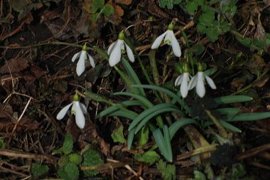  Yaygın kar damlası, beyaz kar damlası (Galanthus nivalis)  