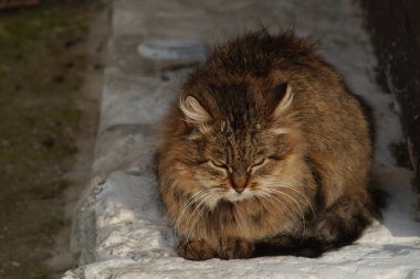 Kedi kedisi (Latince Felis Silvestris catus), kedigiller (Felis) familyasından bir kedi türü.)