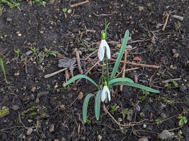  Yaygın kar damlası, beyaz kar damlası (Galanthus nivalis)  