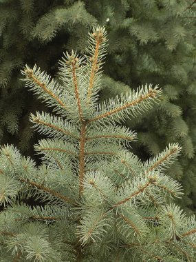 Dikenli, mavi veya Colorado ladin (Picea pungens Engelm.)            
