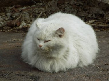 Kedi kedisi (Latince Felis Silvestris catus), kedigiller (Felis) familyasından bir kedi türü.)          