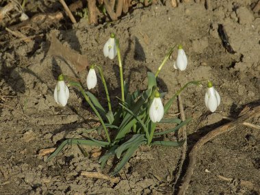 Yaygın kar damlası, beyaz kar damlası (Galanthus nivalis)           