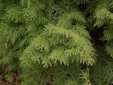 Thuja is a genus of evergreen coniferous trees and shrubs of the cypress family            