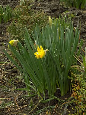 Narcissus (Narcissus), Amarillis familyasından bir bitki cinsidir..           