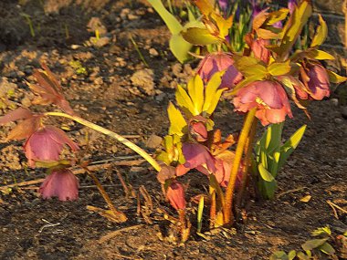 Hellebore veya Zimovnik (lat. Hellborus)          