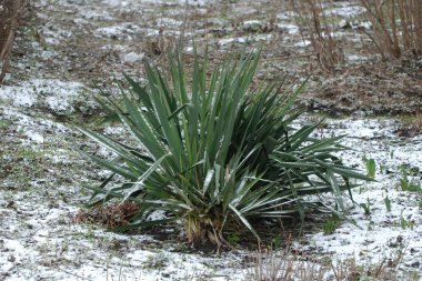 Yucca (Yucca), Agave familyasından bir bitki cinsidir.