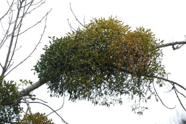 Ökseotu, Ivilga (Viscum) - Santal ailesinin yarı asalak çalılarının cinsi - Loranthaceae.