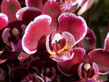 Zozuliantsev ya da Orchidaceae (Orchidaceae) - bitkisel bitkilerin uzun ömürlü karasal veya epifiz bitkilerin anavatanıdır.           
