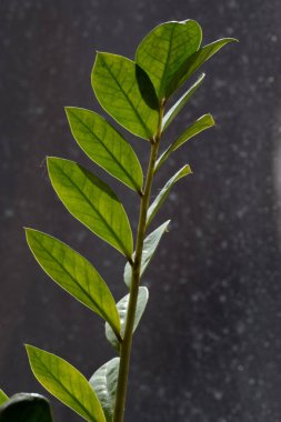 Zamioculcas, Acanthopanaxaceae familyasından bir bitki cinsidir..