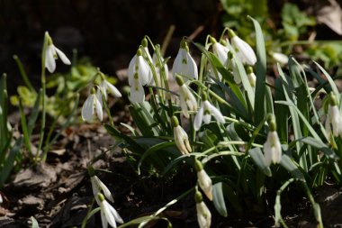 Yaygın kar damlası, beyaz kar damlası (Galanthus nivalis) 