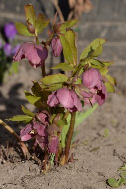 Hellebore veya Zimovnik (lat. Hellborus)