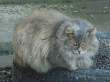 Kedi kedisi (Latince Felis Silvestris catus), kedigiller (Felis) familyasından bir kedi türü.)           