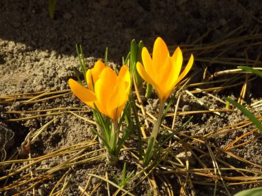 Safran (lat. Crocus (