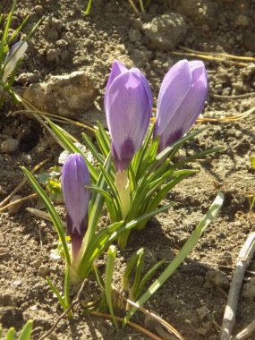 Safran (lat. Crocus (