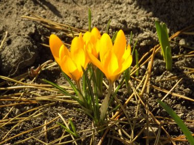 Safran (lat. Crocus (