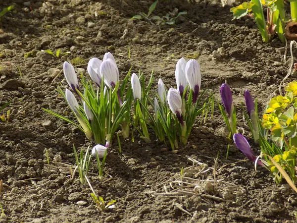 Safran (lat. Crocus (