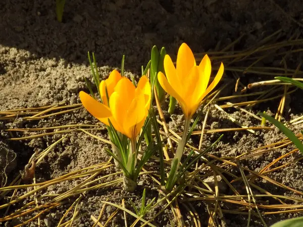 Safran (lat. Crocus (