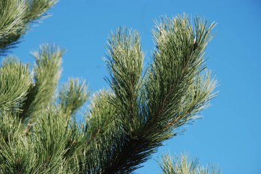 Çam (Pinus L.), kozalaklı ağaçlar (Pinaceae) familyasından bir ağaçtır..