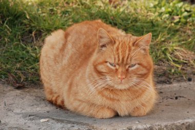 Kedi kedisi (Latince Felis Silvestris catus), kedigiller (Felis) familyasından bir kedi türü.)  