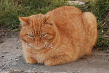 Kedi kedisi (Latince Felis Silvestris catus), kedigiller (Felis) familyasından bir kedi türü.)  