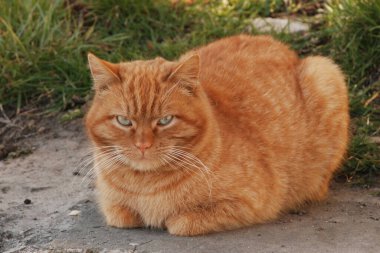Kedi kedisi (Latince Felis Silvestris catus), kedigiller (Felis) familyasından bir kedi türü.)  