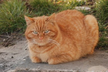 Kedi kedisi (Latince Felis Silvestris catus), kedigiller (Felis) familyasından bir kedi türü.)  