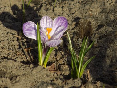 Safran (lat. Crocus (