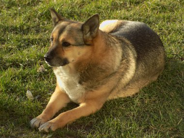 Köpek ya da evcil köpek (Canis lupus familiaris))          