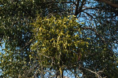 Ökseotu, Ivilga (Viscum) - Santal ailesinin yarı asalak çalılarının cinsi - Loranthaceae.