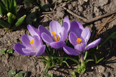 Safran (lat. Crocus (