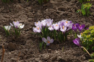 Safran (lat. Crocus (