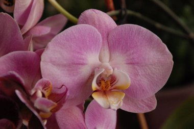 Zozuliantsev ya da Orchidaceae (Orchidaceae) - bitkisel bitkilerin uzun ömürlü karasal veya epifiz bitkilerin anavatanıdır.