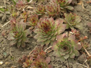 Sempervivum, Crassulaceae familyasından bir bitki cinsidir..           