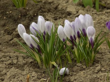 Safran (lat. Crocus (