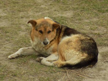 Köpek ya da evcil köpek (Canis lupus familiaris))          