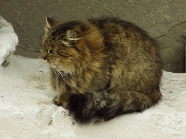 Kedi kedisi (Latince Felis Silvestris catus), kedigiller (Felis) familyasından bir kedi türü.)            