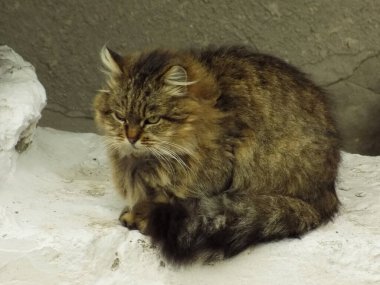 Kedi kedisi (Latince Felis Silvestris catus), kedigiller (Felis) familyasından bir kedi türü.)            