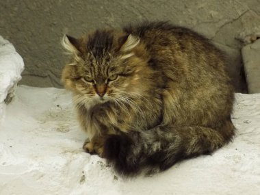 Kedi kedisi (Latince Felis Silvestris catus), kedigiller (Felis) familyasından bir kedi türü.)            