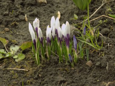 Safran (lat. Crocus (