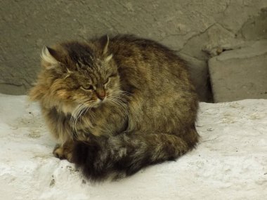 Kedi kedisi (Latince Felis Silvestris catus), kedigiller (Felis) familyasından bir kedi türü.)            