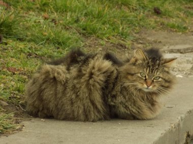 Kedi kedisi (Latince Felis Silvestris catus), kedigiller (Felis) familyasından bir kedi türü.)           
