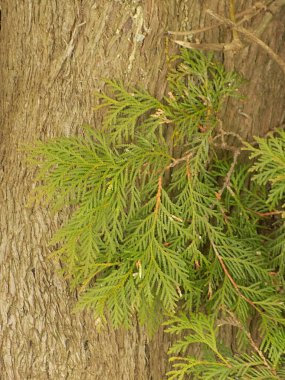 Thuja is a genus of evergreen coniferous trees and shrubs of the cypress family            