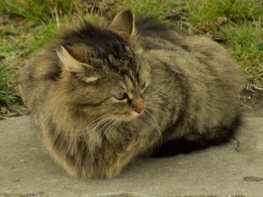 Kedi kedisi (Latince Felis Silvestris catus), kedigiller (Felis) familyasından bir kedi türü.)           