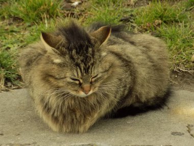 Kedi kedisi (Latince Felis Silvestris catus), kedigiller (Felis) familyasından bir kedi türü.)           