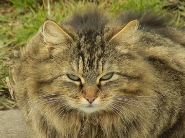 Kedi kedisi (Latince Felis Silvestris catus), kedigiller (Felis) familyasından bir kedi türü.)           