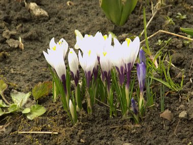 Safran (lat. Crocus (